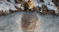 Критики остались равнодушны к фильму «Муфаса: Король Лев»